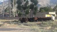 متوقف نمودن خودروی حامل قوچ غیر مجاز در روستای فولاد محله
